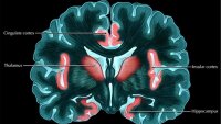 Островок, также известный как островковая кора, связан с телесным ощущением боли или эмоциональн ...