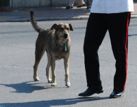 Луканикос в 2009 году